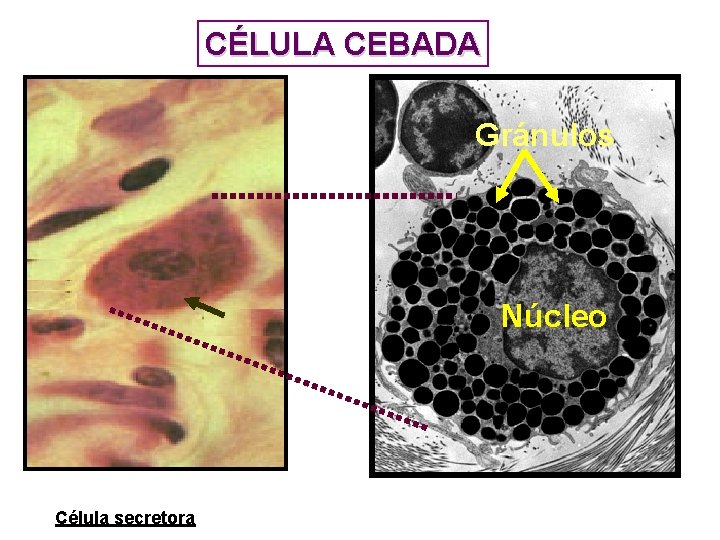 CÉLULA CEBADA Gránulos Núcleo Célula secretora CÉLULA CEBADA Gránulos Núcleo Célula secretora