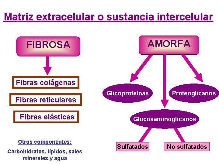 Matriz extracelular o sustancia intercelular FIBROSA AMORFA Fibras colágenas Fibras reticulares Fibras elásticas Otros Matriz extracelular o sustancia intercelular FIBROSA AMORFA Fibras colágenas Fibras reticulares Fibras elásticas Otros