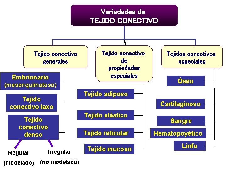 Variedades de TEJIDO CONECTIVO Tejido conectivo generales Embrionario (mesenquimatoso) Tejido conectivo laxo Tejido conectivo Variedades de TEJIDO CONECTIVO Tejido conectivo generales Embrionario (mesenquimatoso) Tejido conectivo laxo Tejido conectivo