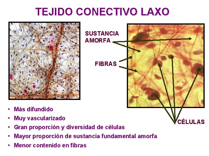 TEJIDO CONECTIVO LAXO SUSTANCIA AMORFA FIBRAS • Más difundido • Muy vascularizado • Gran TEJIDO CONECTIVO LAXO SUSTANCIA AMORFA FIBRAS • Más difundido • Muy vascularizado • Gran