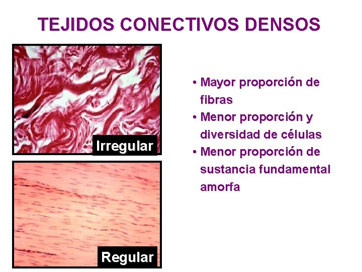 TEJIDOS CONECTIVOS DENSOS Irregular Regular • Mayor proporción de fibras • Menor proporción y TEJIDOS CONECTIVOS DENSOS Irregular Regular • Mayor proporción de fibras • Menor proporción y