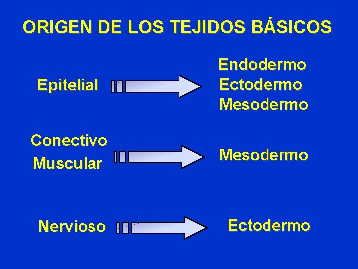 ORIGEN DE LOS TEJIDOS BÁSICOS Epitelial Endodermo Ectodermo Mesodermo Conectivo Muscular Mesodermo Nervioso Ectodermo ORIGEN DE LOS TEJIDOS BÁSICOS Epitelial Endodermo Ectodermo Mesodermo Conectivo Muscular Mesodermo Nervioso Ectodermo