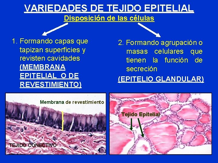 VARIEDADES DE TEJIDO EPITELIAL Disposición de las células 1. Formando capas que tapizan superficies VARIEDADES DE TEJIDO EPITELIAL Disposición de las células 1. Formando capas que tapizan superficies