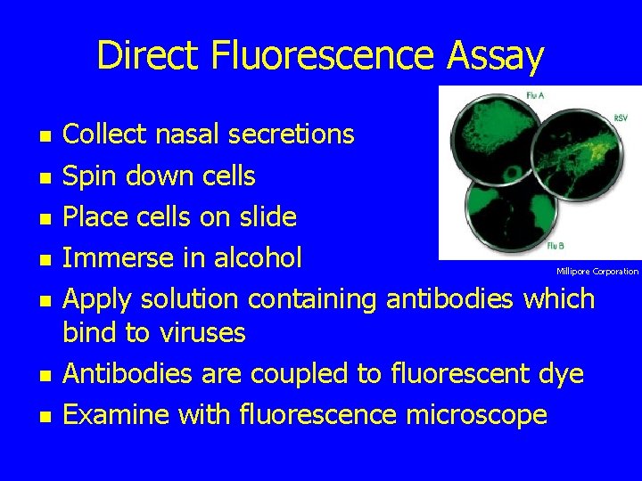 Direct Fluorescence Assay n n n n Collect nasal secretions Spin down cells Place