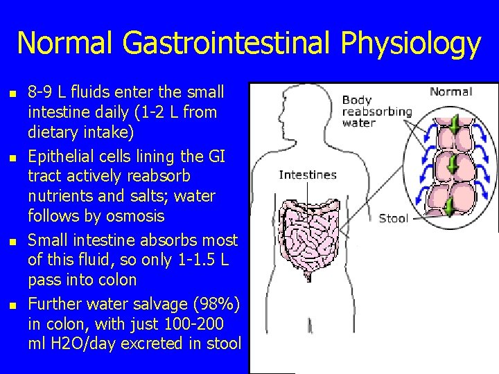 Normal Gastrointestinal Physiology n n 8 -9 L fluids enter the small intestine daily