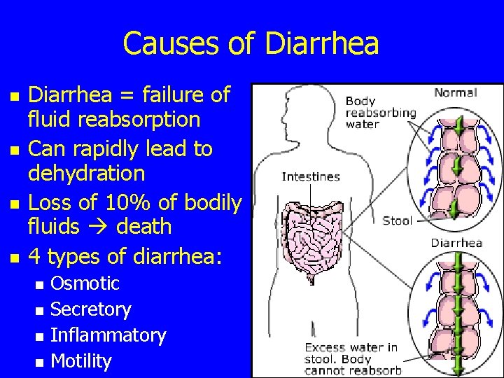 Causes of Diarrhea n n Diarrhea = failure of fluid reabsorption Can rapidly lead