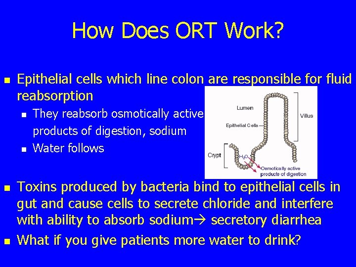 How Does ORT Work? n Epithelial cells which line colon are responsible for fluid