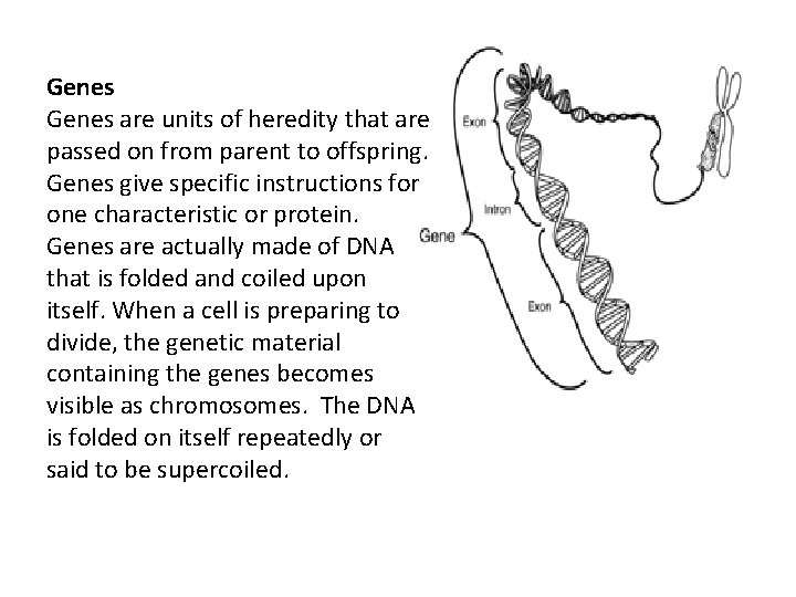 Genes are units of heredity that are passed on from parent to offspring. Genes