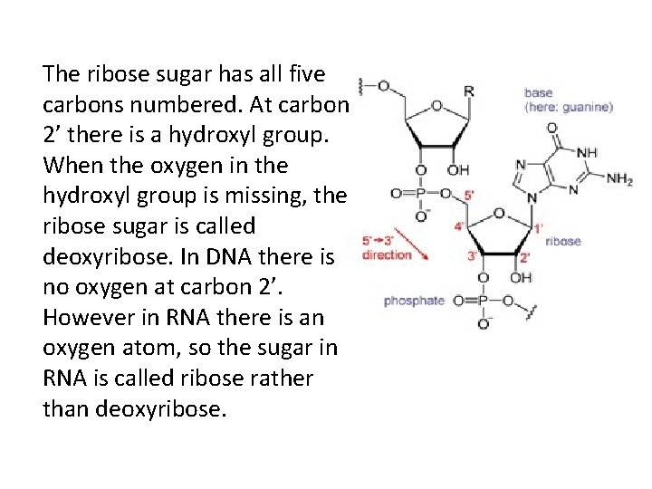 The ribose sugar has all five carbons numbered. At carbon 2’ there is a