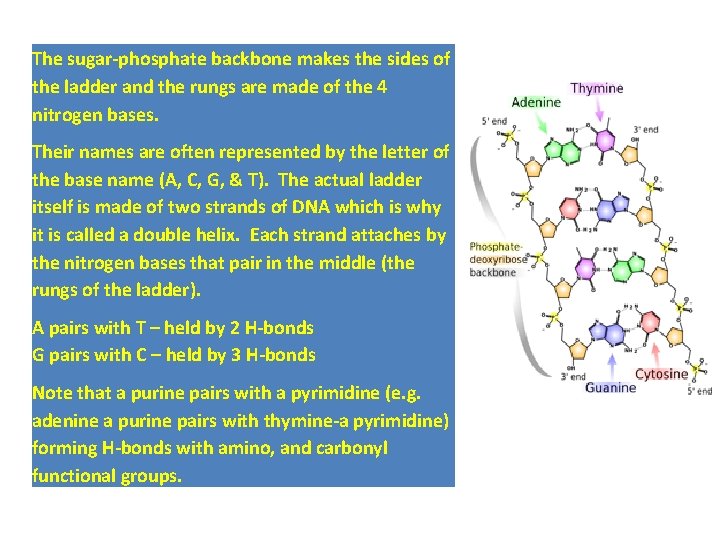 The sugar-phosphate backbone makes the sides of the ladder and the rungs are made