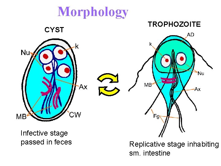 Morphology CYST Infective stage passed in feces TROPHOZOITE Replicative stage inhabiting sm. intestine 