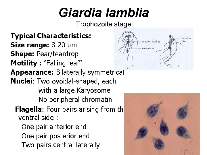 Giardia lamblia Trophozoite stage Typical Characteristics: Size range: 8 -20 um Shape: Pear/teardrop Motility