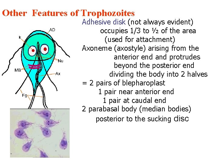 Other Features of Trophozoites Adhesive disk (not always evident) occupies 1/3 to ½ of