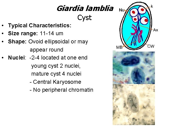 Giardia lamblia Cyst • Typical Characteristics: • Size range: 11 -14 um • Shape: