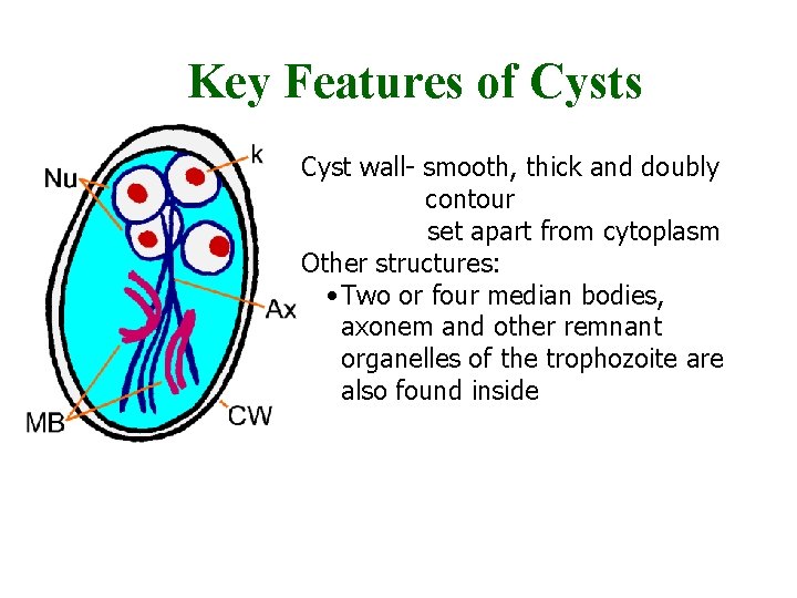 Key Features of Cysts • Cyst wall- smooth, thick and doubly • contour set