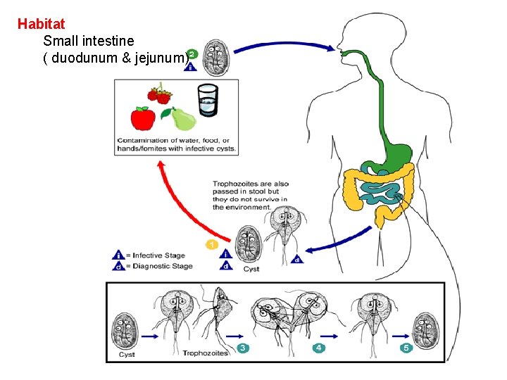 Habitat Small intestine ( duodunum & jejunum) 