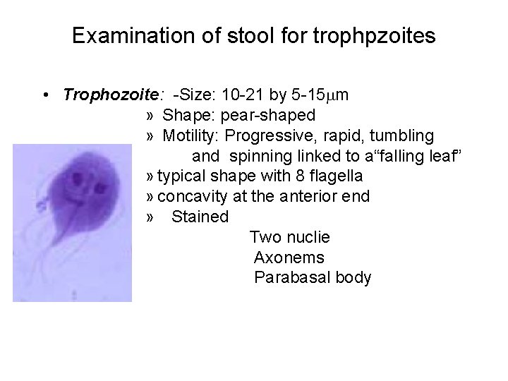 Examination of stool for trophpzoites • Trophozoite: -Size: 10 -21 by 5 -15 m