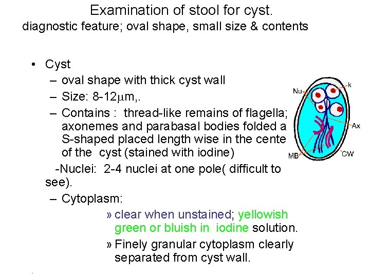 Examination of stool for cyst. diagnostic feature; oval shape, small size & contents •