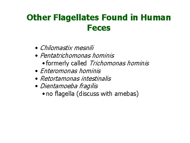 Other Flagellates Found in Human Feces • Chilomastix mesnili • Pentatrichomonas hominis • formerly