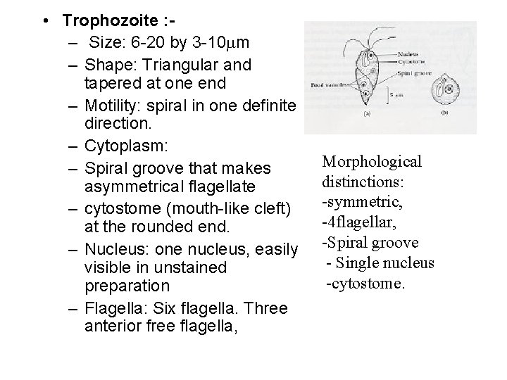  • Trophozoite : – Size: 6 -20 by 3 -10 m – Shape: