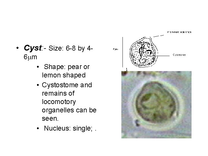  • Cyst: - Size: 6 -8 by 46 m • Shape: pear or