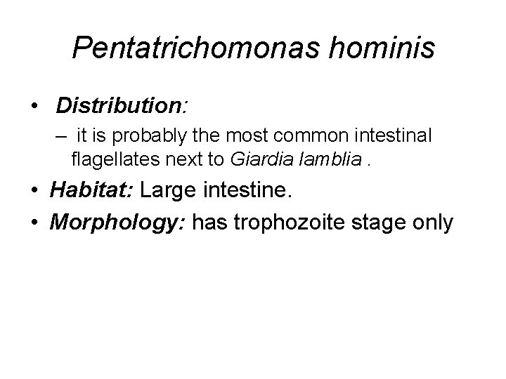 Pentatrichomonas hominis • Distribution: – it is probably the most common intestinal flagellates next