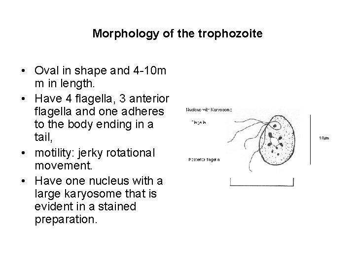 Morphology of the trophozoite • Oval in shape and 4 -10 m m in