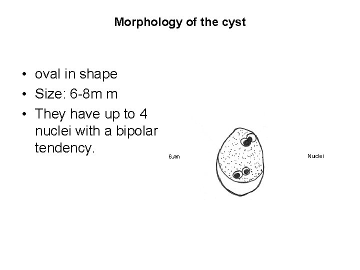 Morphology of the cyst • oval in shape • Size: 6 -8 m m