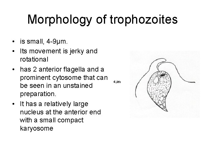 Morphology of trophozoites • is small, 4 -9µm. • Its movement is jerky and