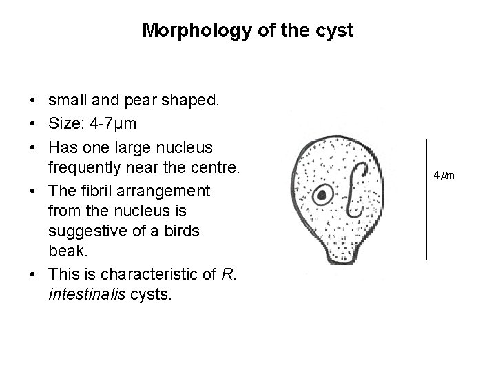 Morphology of the cyst • small and pear shaped. • Size: 4 -7µm •