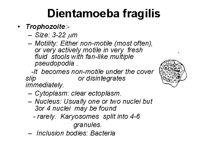 Dientamoeba fragilis • Trophozoite: – Size: 3 -22 m – Motility: Either non-motile (most