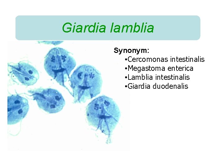 Giardia lamblia Synonym: • Cercomonas intestinalis • Megastoma enterica • Lamblia intestinalis • Giardia