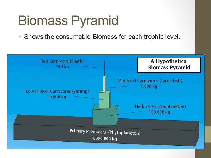 Biomass Pyramid • Shows the consumable Biomass for each trophic level. 