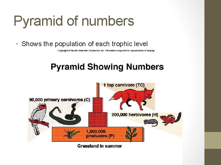 Pyramid of numbers • Shows the population of each trophic level 