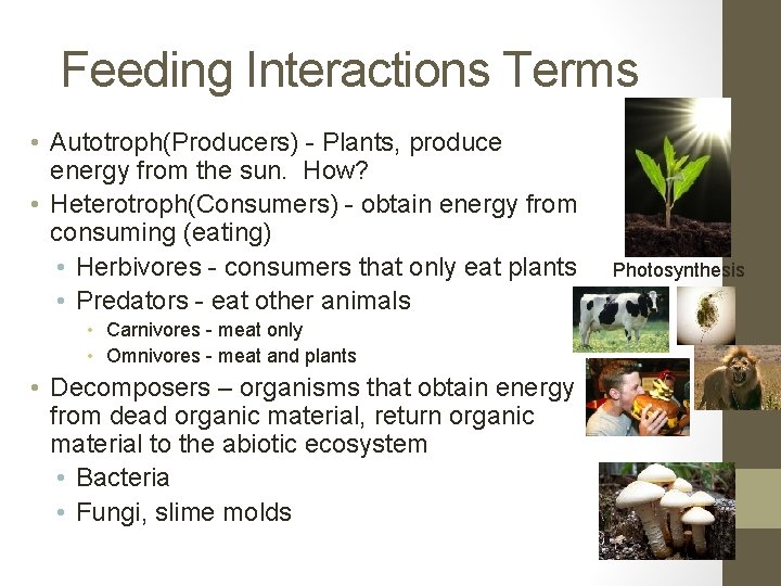 Feeding Interactions Terms • Autotroph(Producers) - Plants, produce energy from the sun. How? •