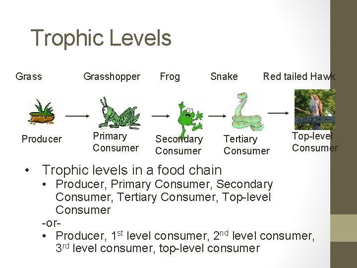 Trophic Levels Grasshopper Producer Primary Consumer Frog Snake Secondary Consumer • Trophic levels in