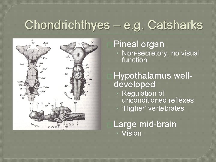 Chondrichthyes – e. g. Catsharks � Pineal organ • Non-secretory, no visual function �