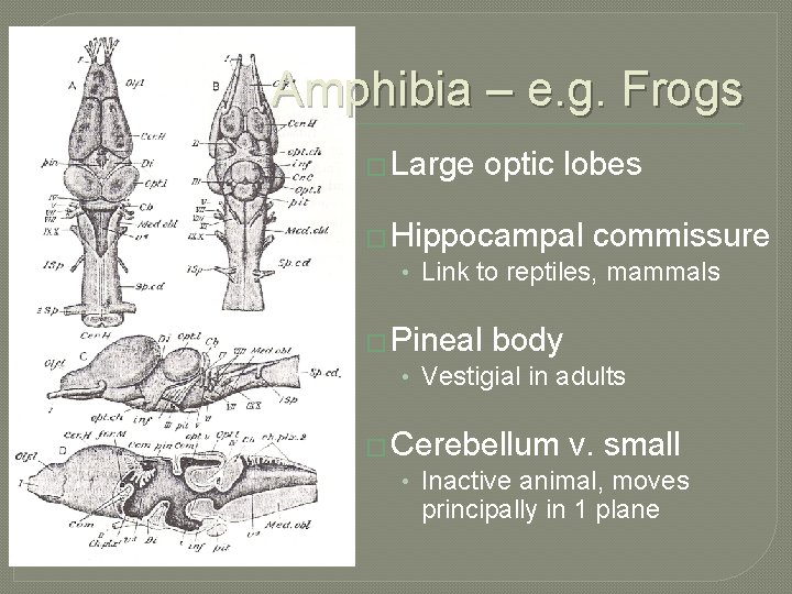 Amphibia – e. g. Frogs � Large optic lobes � Hippocampal commissure • Link