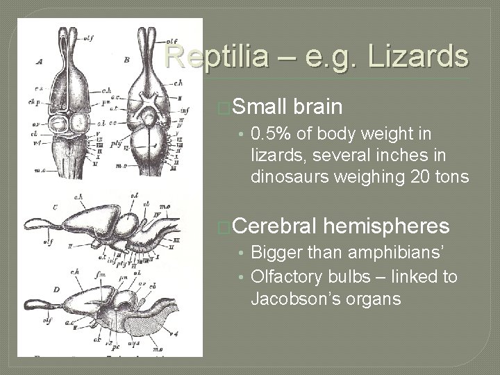 Reptilia – e. g. Lizards �Small brain • 0. 5% of body weight in