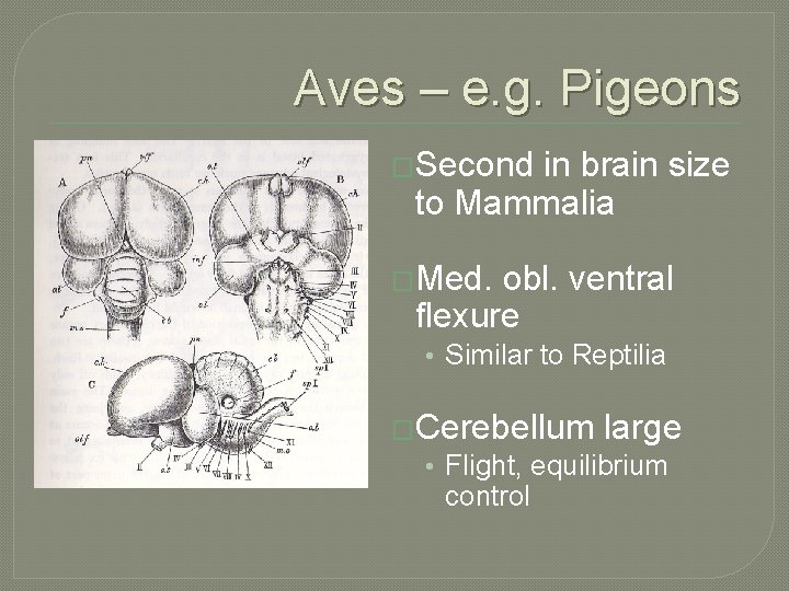 Aves – e. g. Pigeons �Second in brain size to Mammalia �Med. obl. ventral