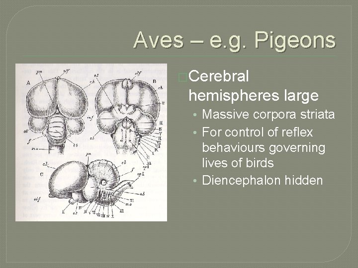 Aves – e. g. Pigeons �Cerebral hemispheres large • Massive corpora striata • For