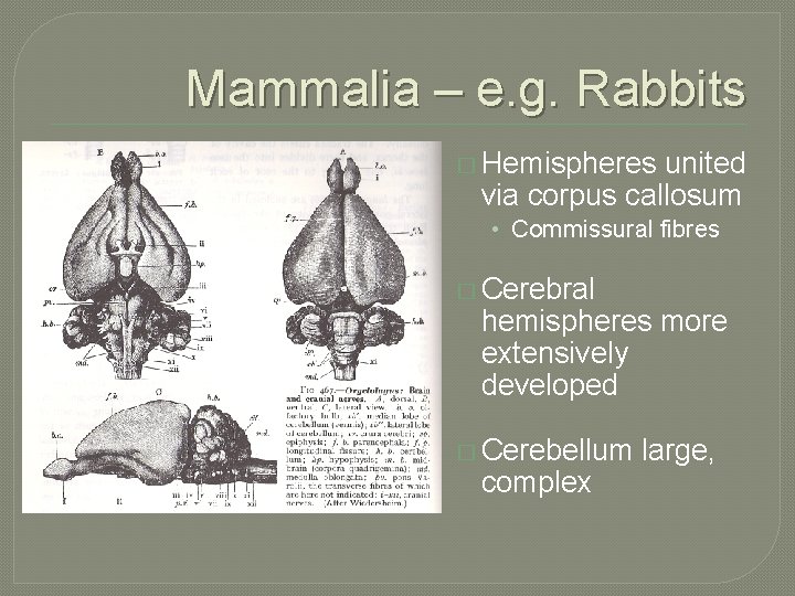 Mammalia – e. g. Rabbits � Hemispheres united via corpus callosum • Commissural fibres