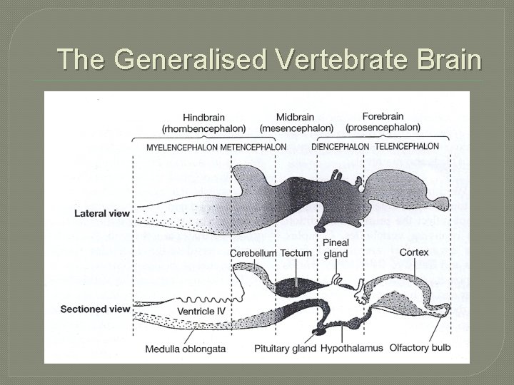 The Generalised Vertebrate Brain 