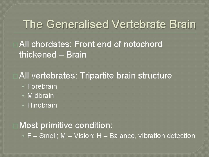 The Generalised Vertebrate Brain � All chordates: Front end of notochord thickened – Brain