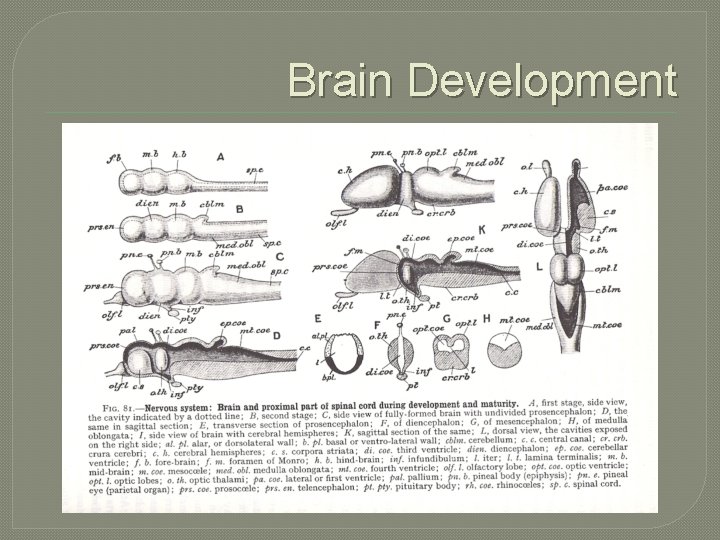 Brain Development 