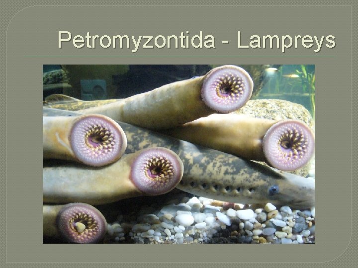 Petromyzontida - Lampreys 