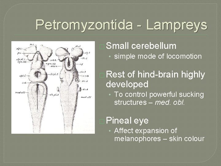 Petromyzontida - Lampreys � Small cerebellum • simple mode of locomotion � Rest of
