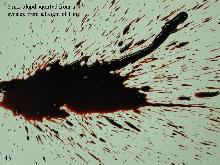 5 m. L blood squirted from a syringe from a height of 1 m