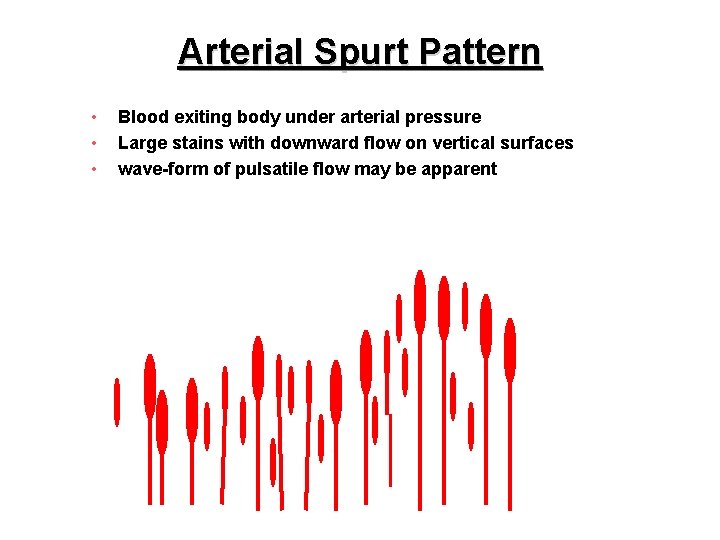 Arterial Spurt Pattern • • • Blood exiting body under arterial pressure Large stains
