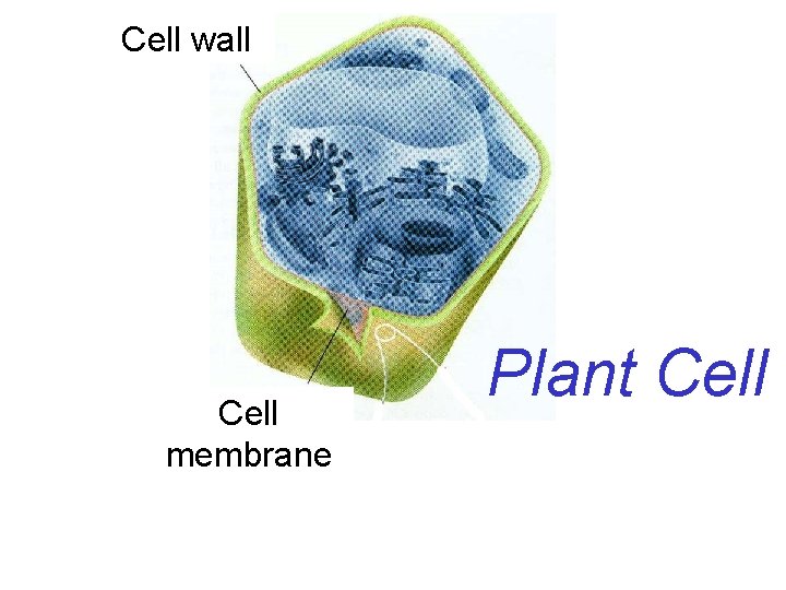 Cell wall Cell membrane Plant Cell 
